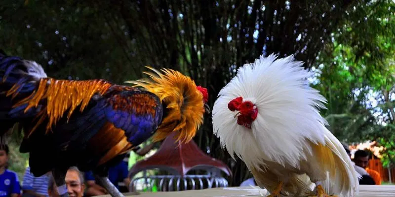 Bí quyết tăng tỷ lệ chiến thắng khi chơi đá gà fi88