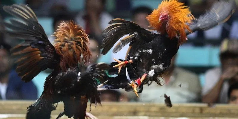 Các loại hình đá gà thomo phổ biến