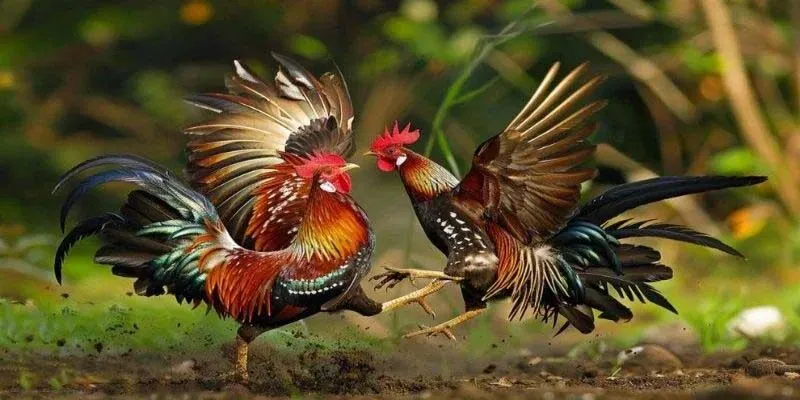Khám Phá Đá Gà Thomo Và Kinh Nghiệm Bất Khả Chiến Bại
