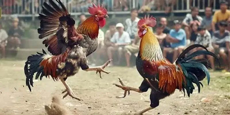 Đá Gà Trực Tiếp - Kịch Tính, Máu Lửa, Không Thể Rời Mắt