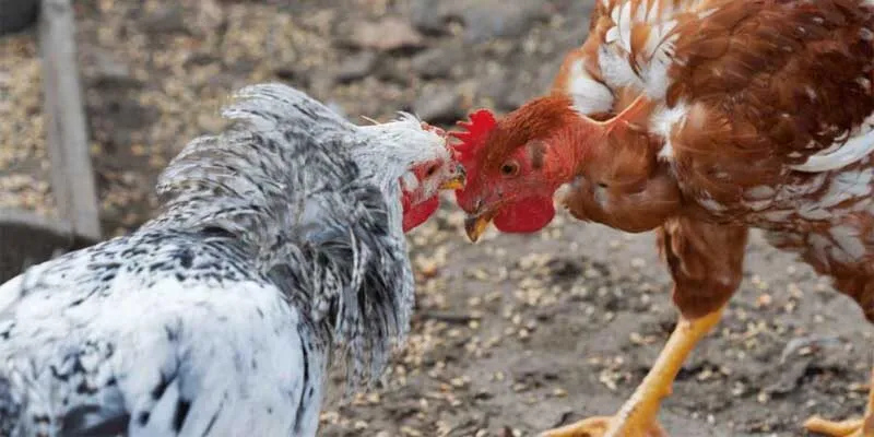 Kinh nghiệm đá gà thomo bách chiến bách thắn thắng