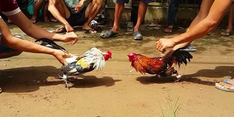 Thông tin sơ lược về đá gà đòn