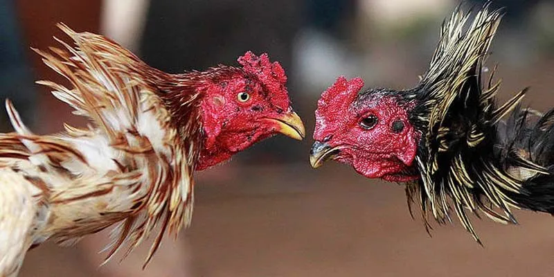 Tổng quan về đá gà cựa dao