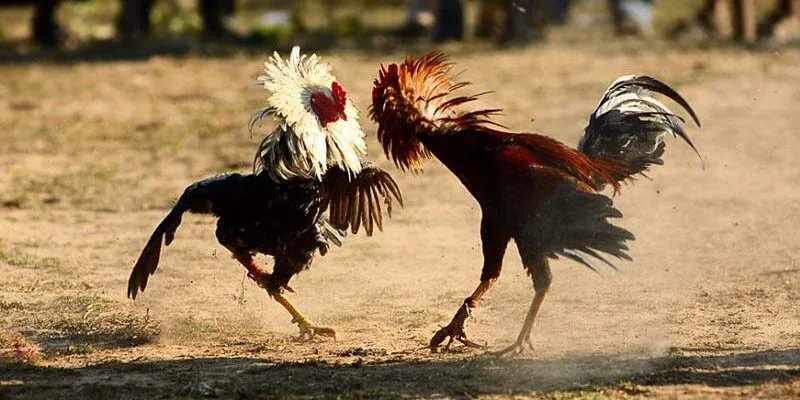 Ưu điểm đá gà cựa dao người chơi không thể bỏ qua