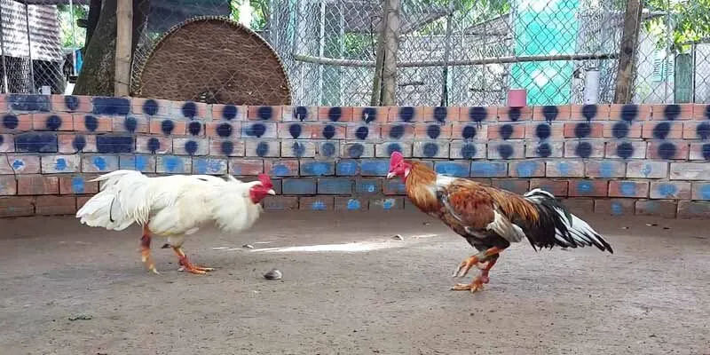 Ưu điểm nổi bật của loại hình đá gà đòn danh tiếng
