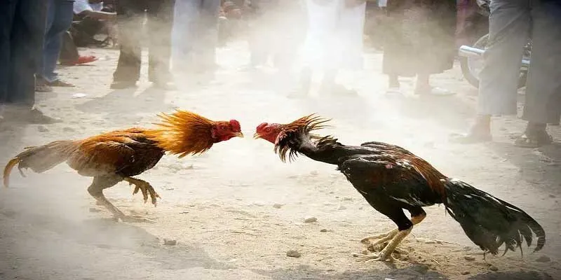 Ưu điểm nổi bật mà đá gà thomo mang lại